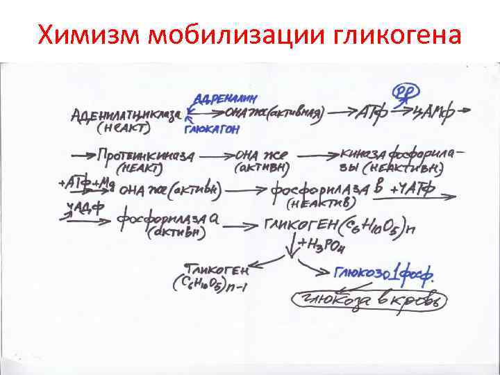 Схема мобилизации гликогена