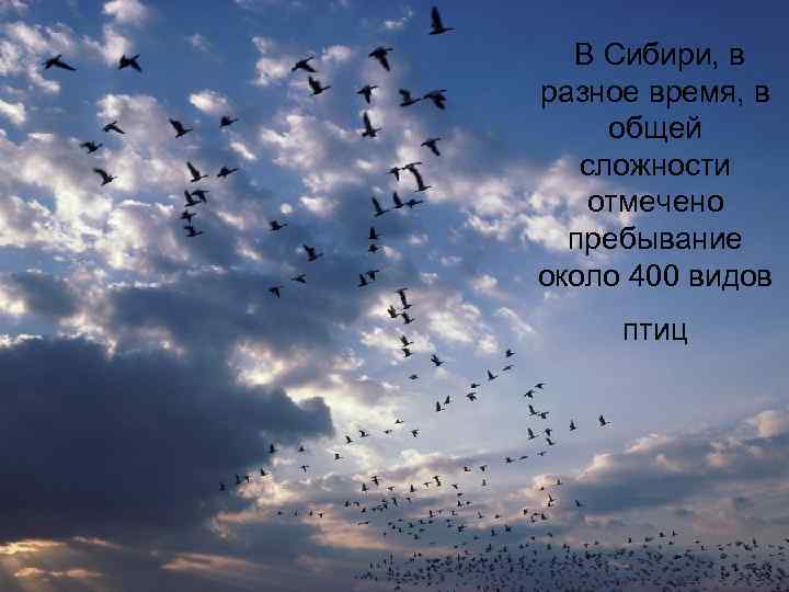  В Сибири, в разное время, в общей сложности отмечено пребывание около 400 видов