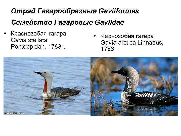 Отряд Гагарообразные Gaviiformes Семейство Гагаровые Gaviidae • Краснозобая гагара Gavia stellata Pontoppidan, 1763 г.