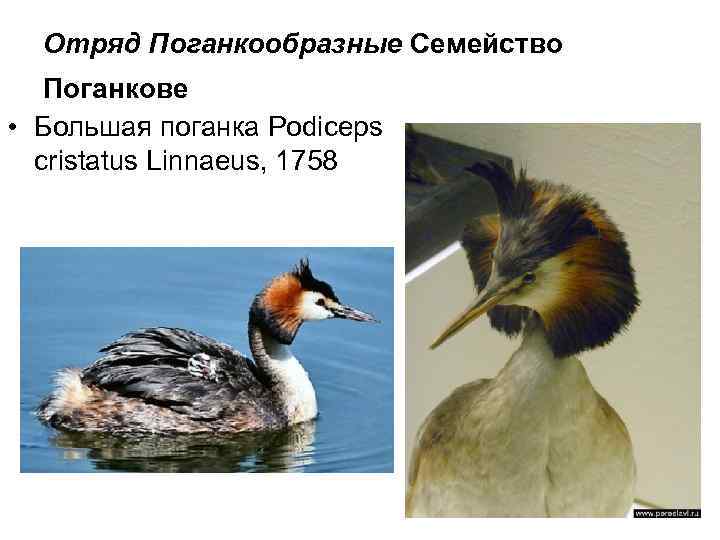 Отряд Поганкообразные Семейство Поганкове • Большая поганка Podiceps cristatus Linnaeus, 1758 