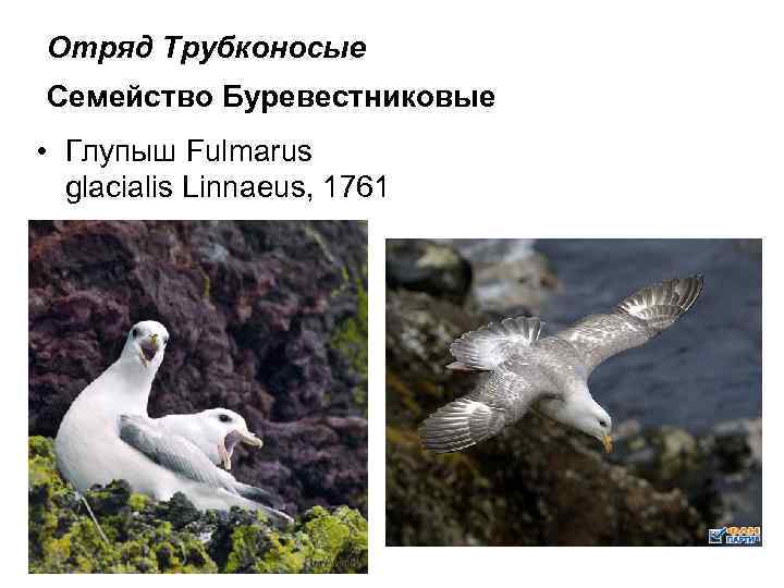 Отряд Трубконосые Семейство Буревестниковые • Глупыш Fulmarus glacialis Linnaeus, 1761 