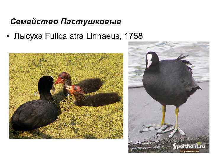 Семейство Пастушковые • Лысуха Fulica atra Linnaeus, 1758 