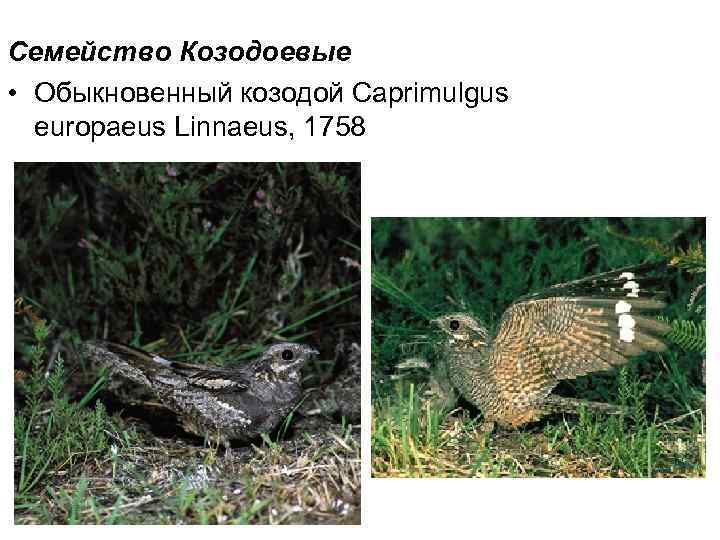 Семейство Козодоевые • Обыкновенный козодой Caprimulgus europaeus Linnaeus, 1758 