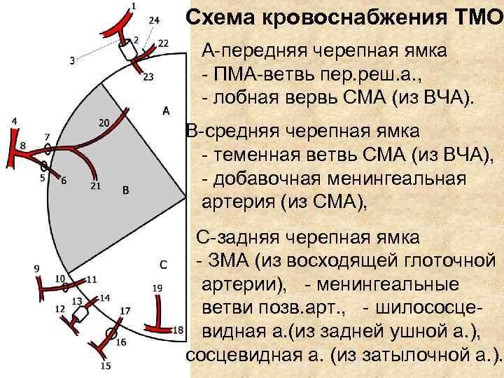 Схема кровоснабжения ТМО А-передняя черепная ямка - ПМА-ветвь пер. реш. а. , - лобная