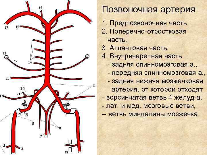 Сонные ветви. Части и ветви позвоночной артерии. Позвоночная артерия и ее ветви схема. Подключичная артерия анатомия схема. Позвоночная артерия анатомия ветви.