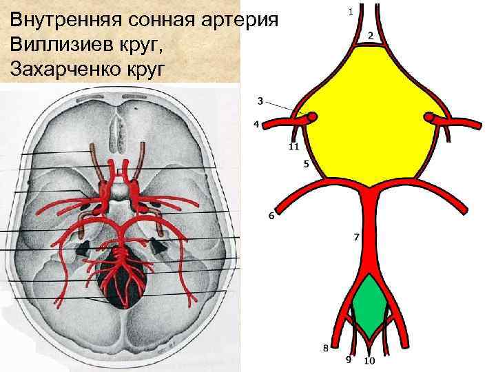 Внутренняя сонная артерия Виллизиев круг, Захарченко круг 