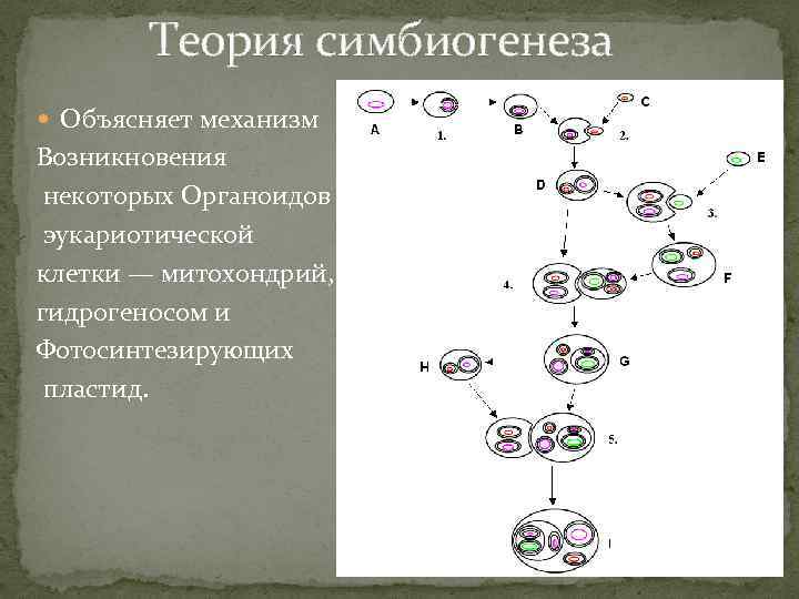 Какая гипотеза происхождения эукариотической клетки показана на рисунке