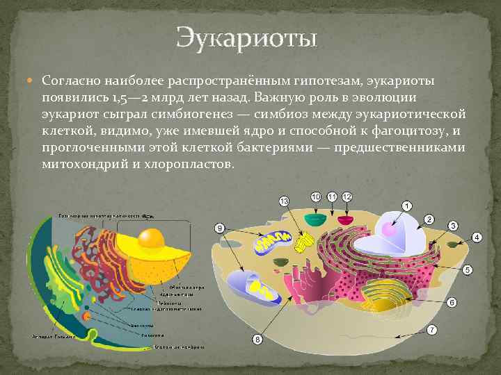 Что такое эукариоты. Эукариоты. Этапы возникновения эукариот. Строение эукариот кратко. Роль эукариот в эволюции биосферы.