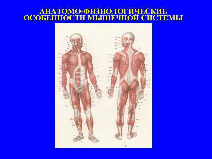 Анатомо физиологические основы мышечной деятельности презентация