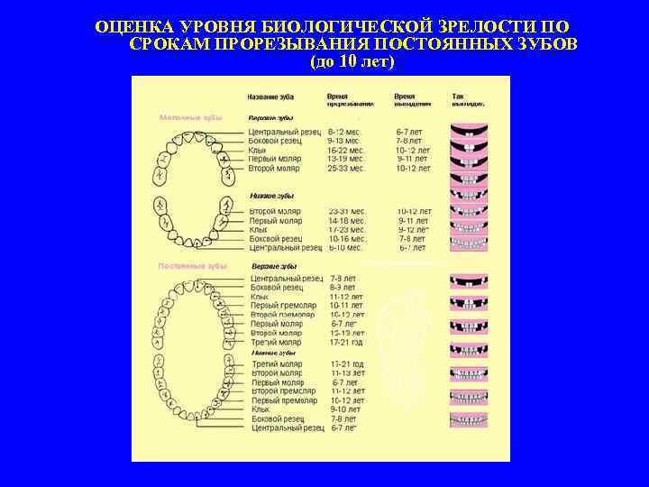 ОЦЕНКА УРОВНЯ БИОЛОГИЧЕСКОЙ ЗРЕЛОСТИ ПО СРОКАМ ПРОРЕЗЫВАНИЯ ПОСТОЯННЫХ ЗУБОВ (до 10 лет) 