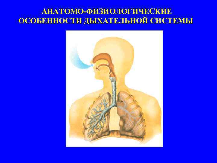  АНАТОМО-ФИЗИОЛОГИЧЕСКИЕ ОСОБЕННОСТИ ДЫХАТЕЛЬНОЙ СИСТЕМЫ 