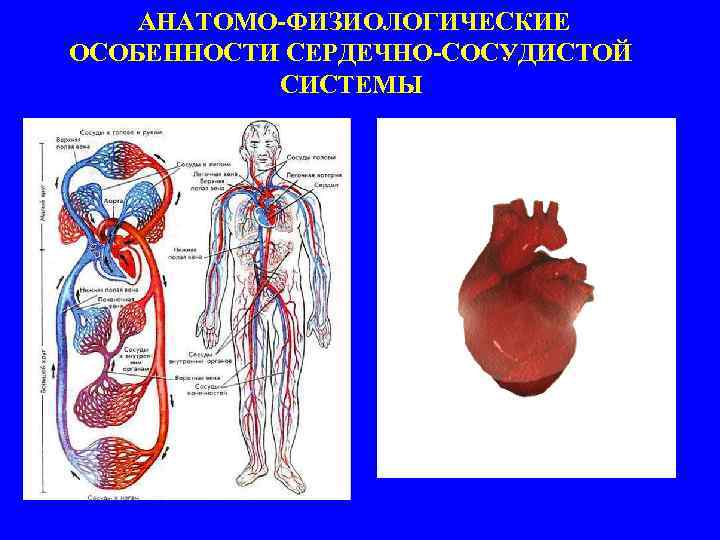 Анатомо физиологические особенности сердечно сосудистой системы. Афо сердечно сосудистой системы. Анатомо-физиологическое строение сердечно- сосудистой системы. Афо сердечно сосудистой системы у детей. Анатомо-физиологическая характеристика сердца.