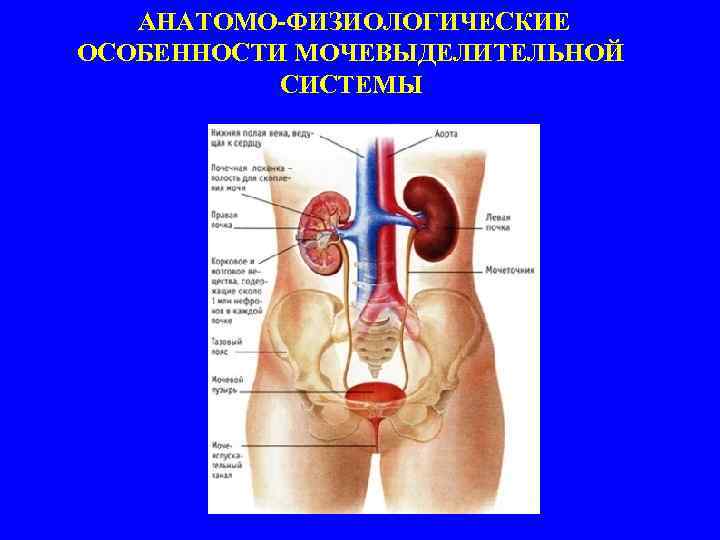  АНАТОМО-ФИЗИОЛОГИЧЕСКИЕ ОСОБЕННОСТИ МОЧЕВЫДЕЛИТЕЛЬНОЙ СИСТЕМЫ 