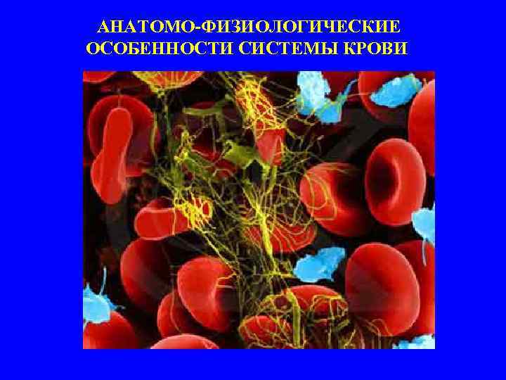  АНАТОМО-ФИЗИОЛОГИЧЕСКИЕ ОСОБЕННОСТИ СИСТЕМЫ КРОВИ 