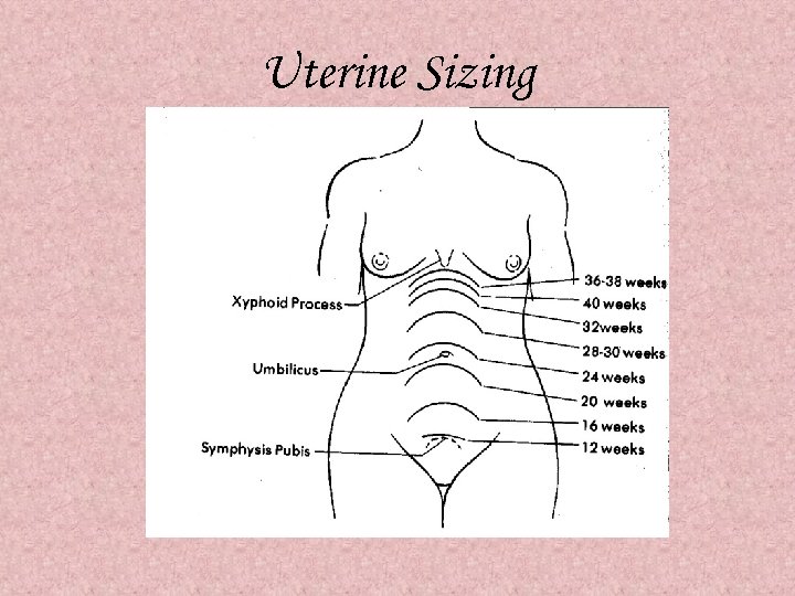 Uterine Sizing 