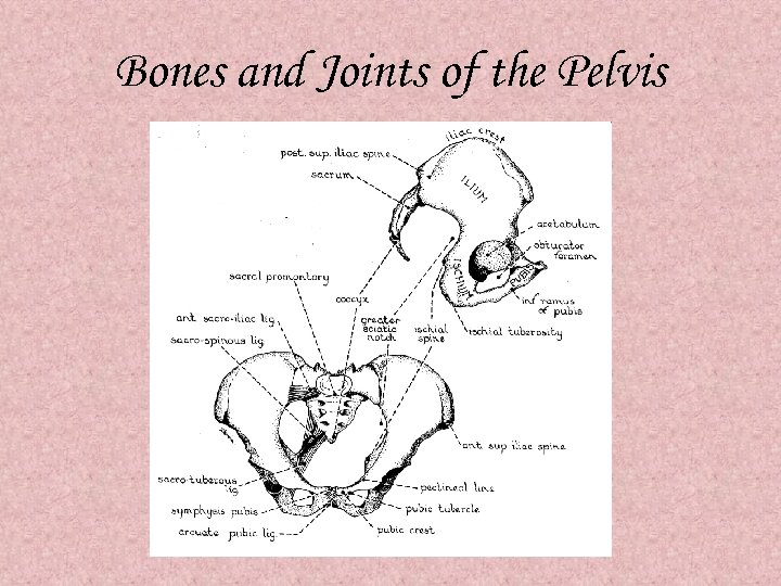 Bones and Joints of the Pelvis 