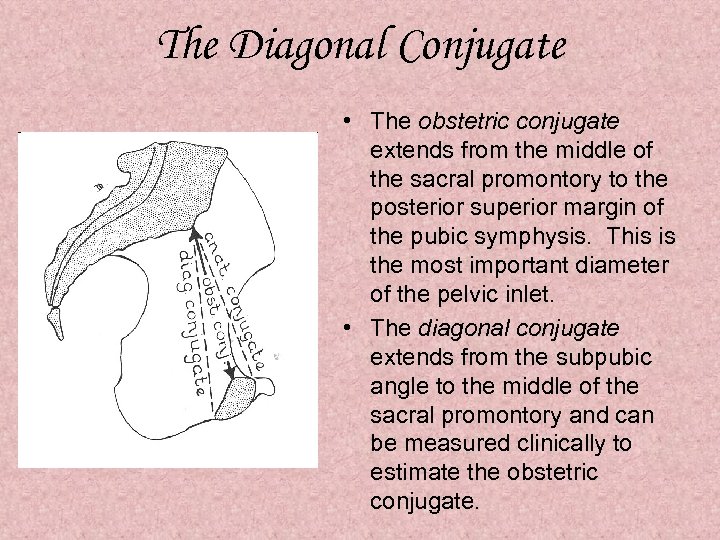 The Diagonal Conjugate • The obstetric conjugate extends from the middle of the sacral