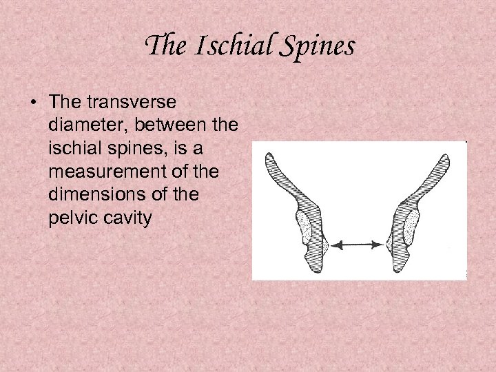 The Ischial Spines • The transverse diameter, between the ischial spines, is a measurement