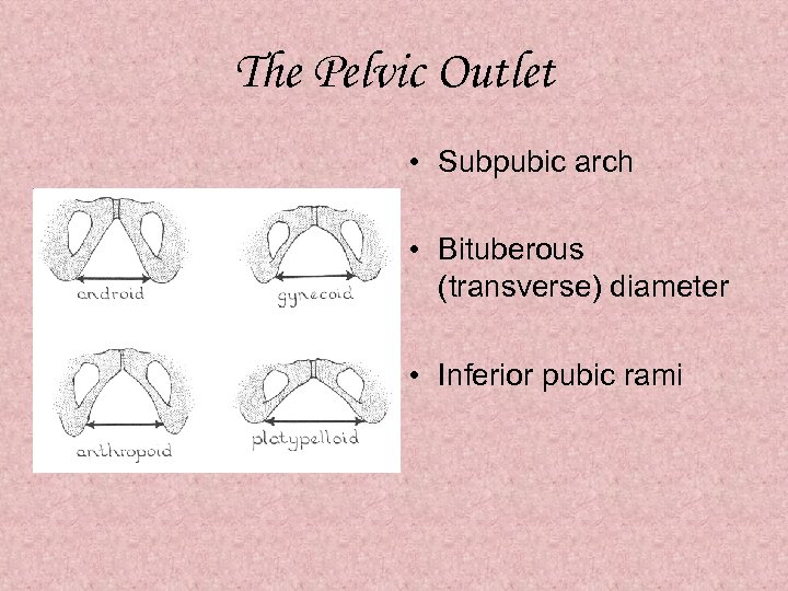 The Pelvic Outlet • Subpubic arch • Bituberous (transverse) diameter • Inferior pubic rami