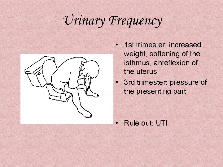 Urinary Frequency • 1 st trimester: increased weight, softening of the isthmus, anteflexion of