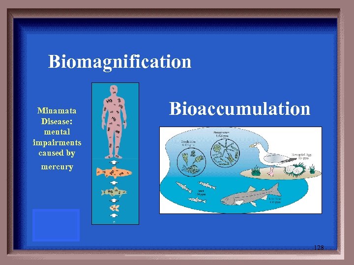 Biomagnification Minamata Disease: mental impairments caused by Bioaccumulation mercury 128 