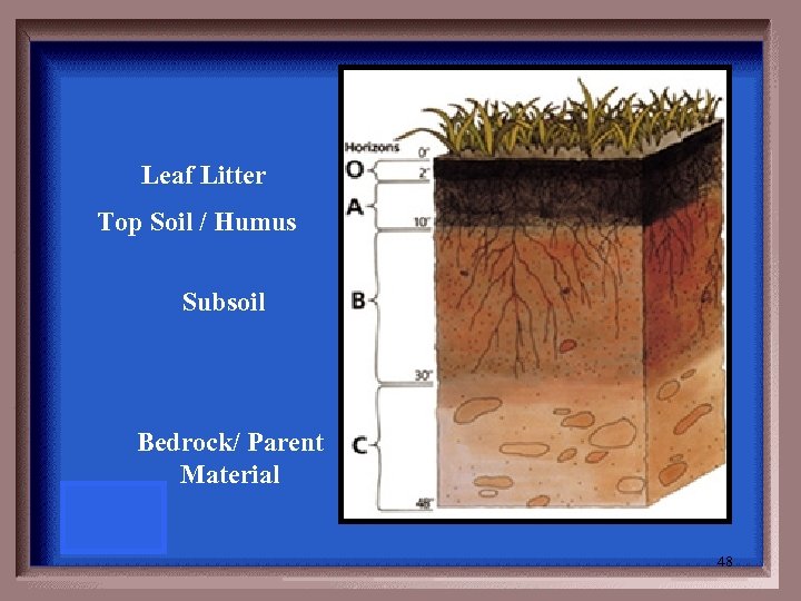 Leaf Litter Top Soil / Humus Subsoil Bedrock/ Parent Material 48 