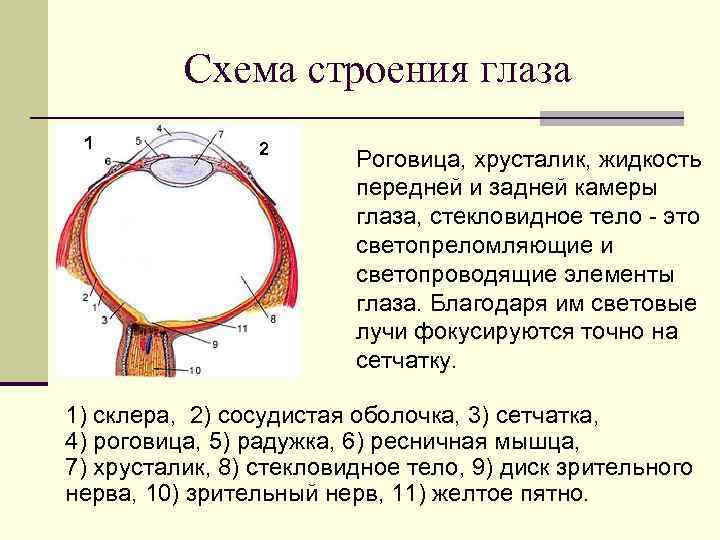 Схема строения глаза 1 2 Роговица, хрусталик, жидкость передней и задней камеры глаза, стекловидное