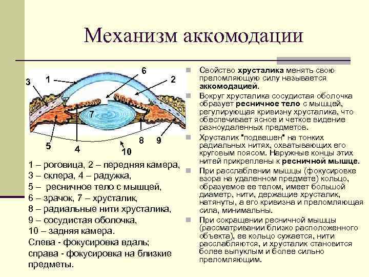 Механизм аккомодации 3 6 1 2 n n 7 5 4 8 9 n