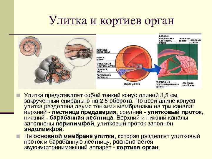 Улитка и кортиев орган n Улитка представляет собой тонкий конус длиной 3, 5 см,