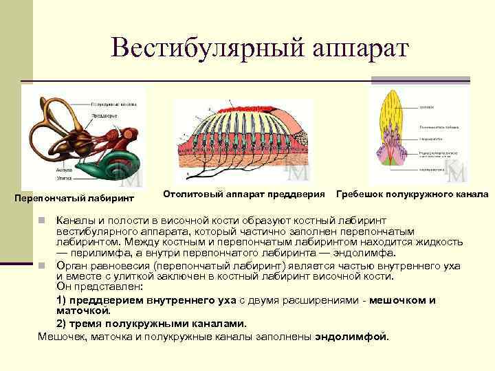 Жидкость полукружного канала. Ампулярный гребешок вестибулярного аппарата схема. Ампулярный и отолитовый аппарат. Отолитовый аппарат функции. Лабиринт 3 полукружных канала отолитовый аппарат.