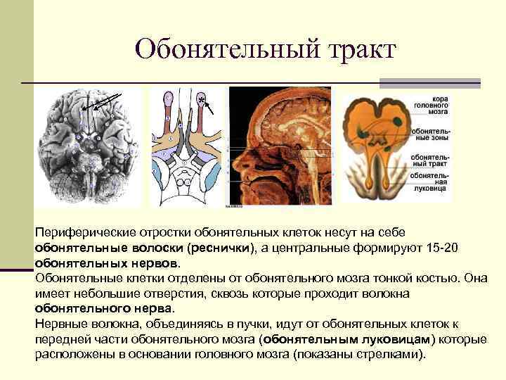 Обонятельный тракт * Периферические отростки обонятельных клеток несут на себе обонятельные волоски (реснички), а