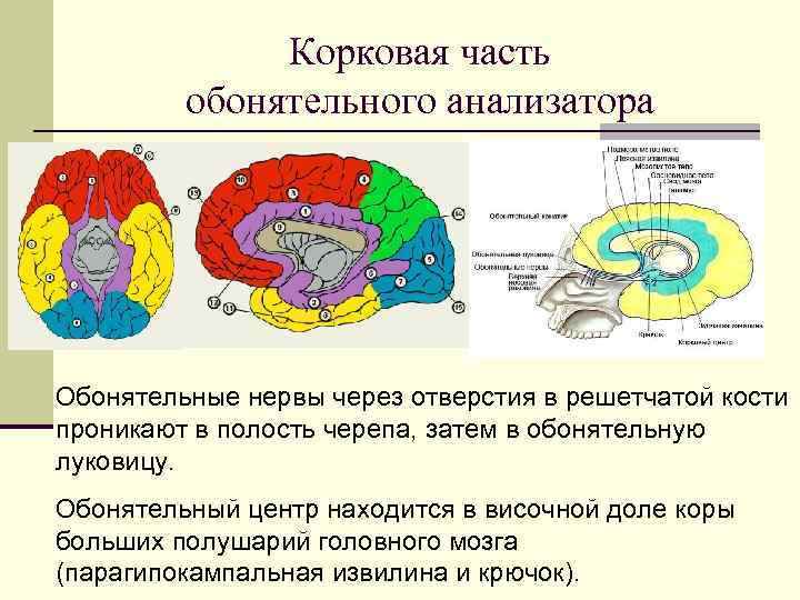 Корковая часть обонятельного анализатора Обонятельные нервы через отверстия в решетчатой кости проникают в полость