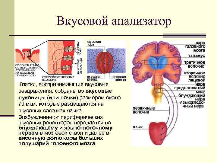 Вкусовой анализатор Клетки, воспринимающие вкусовые раздражения, собраны во вкусовые луковицы (или почки) размером около