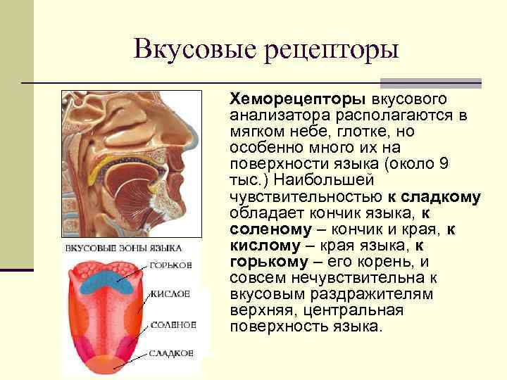 Вкусовые рецепторы Хеморецепторы вкусового анализатора располагаются в мягком небе, глотке, но особенно много их