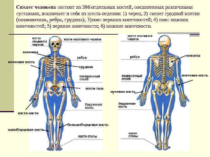 Скелет с названиями костей на русском языке. Строение человека кости и суставы. Скелет человека с названием костей. Название костей и суставов человека. Основные части скелета человека.