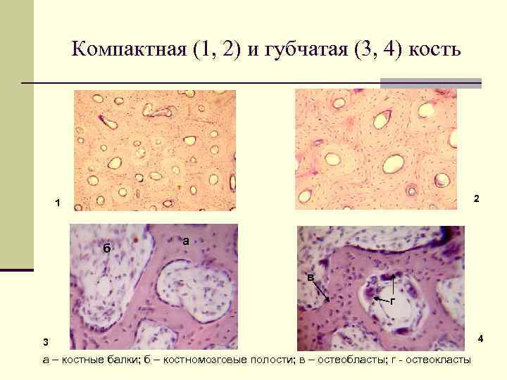 Компактная (1, 2) и губчатая (3, 4) кость 2 1 б а в г