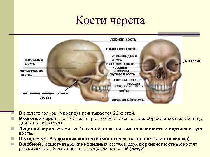 Анатомия 11 класс. Кости черепа. Череп состоит. Череп с описанием костей. Лицевой череп анатомия.