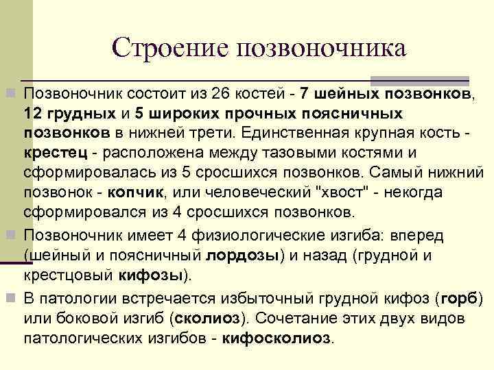 Строение позвоночника n Позвоночник состоит из 26 костей - 7 шейных позвонков, 12 грудных