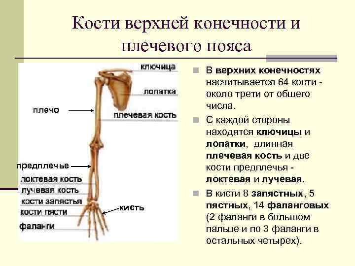 Кости верхней конечности и плечевого пояса n В верхних конечностях плечо предплечье кисть насчитывается