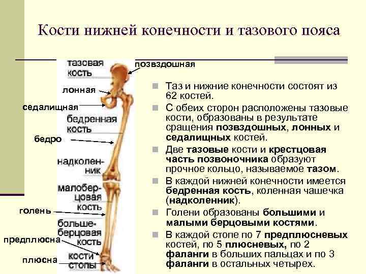 Кости нижней конечности анатомия. Кости пояса нижних конечностей и свободной конечности. Строение тазового пояса и свободной нижней конечности. Самая крупная кость свободных конечностей