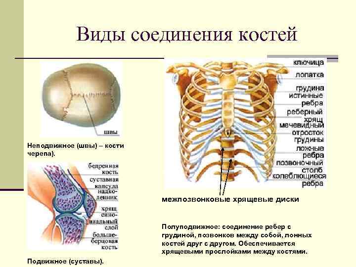 Кость между. Соединение костей грудной клетки анатомия. Тип соединения рёбер и грудины. Соединение ребер с грудиной Тип соединения. Тип соединение ребер грудной кости.