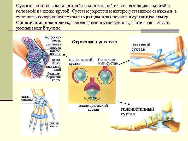 Суставы образованы впадиной на конце одной из сочленяющихся костей и головкой на конце другой.