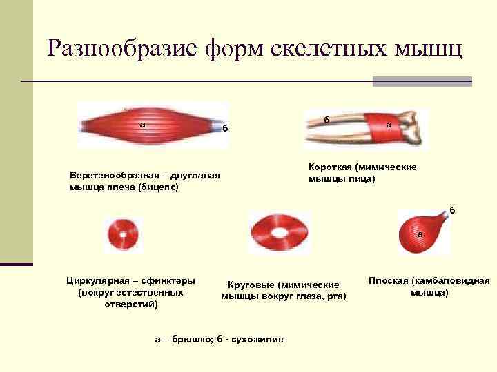 Разнообразие форм скелетных мышц а б Веретенообразная – двуглавая мышца плеча (бицепс) б а