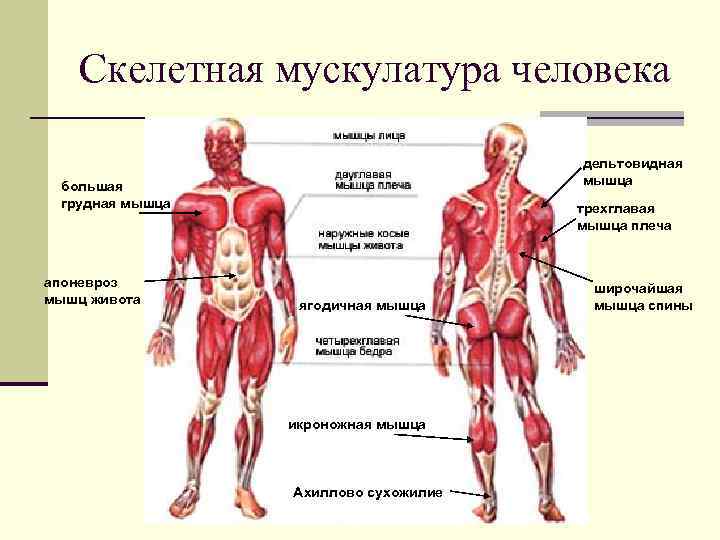 Скелетная мускулатура человека дельтовидная мышца большая грудная мышца апоневроз мышц живота трехглавая мышца плеча