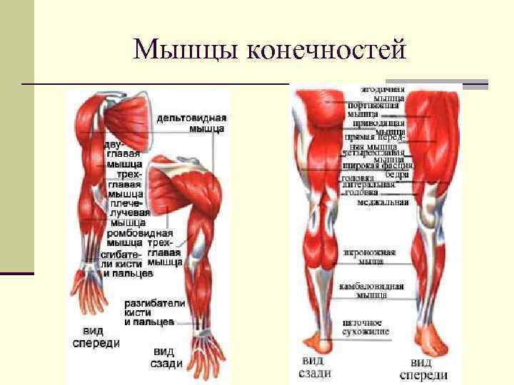 Функция отдела нижних конечностей. Мышцы верхних и нижних конечностей анатомия. Мышцы свободной верхней конечности анатомия строение. Мышцы нижней конечности вид сбоку. Мышцы нижней конечности анатомия строение.