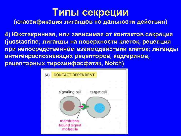 Типы секреции (классификация лигандов по дальности действия) 4) Юкстакринная, или зависимая от контактов секреция
