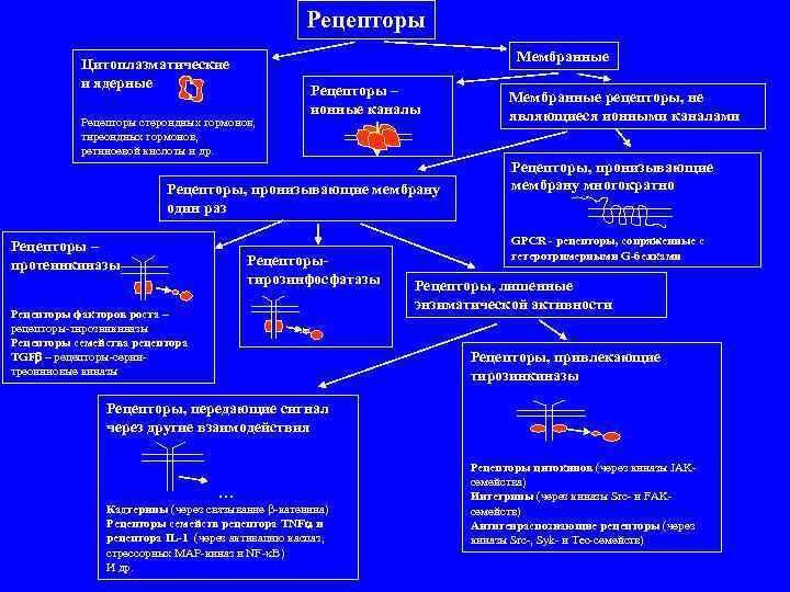 Рецепторы Мембранные Цитоплазматические и ядерные Рецепторы стероидных гормонов, тиреоидных гормонов, ретиноевой кислоты и др.
