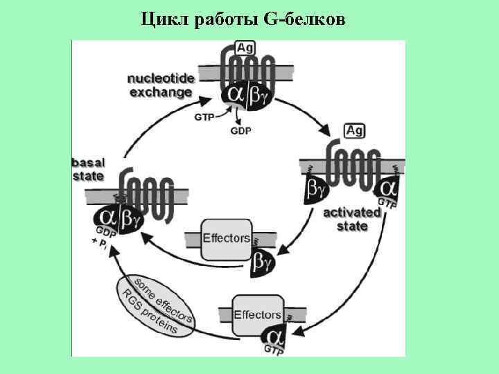 Цикл работы G-белков 