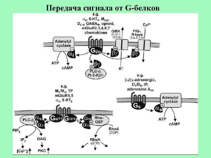 Передача сигнала от G-белков 