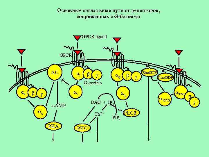 Основные сигнальные пути от рецепторов, сопряженных с G-белками GPCR ligand GPCR AC ai b